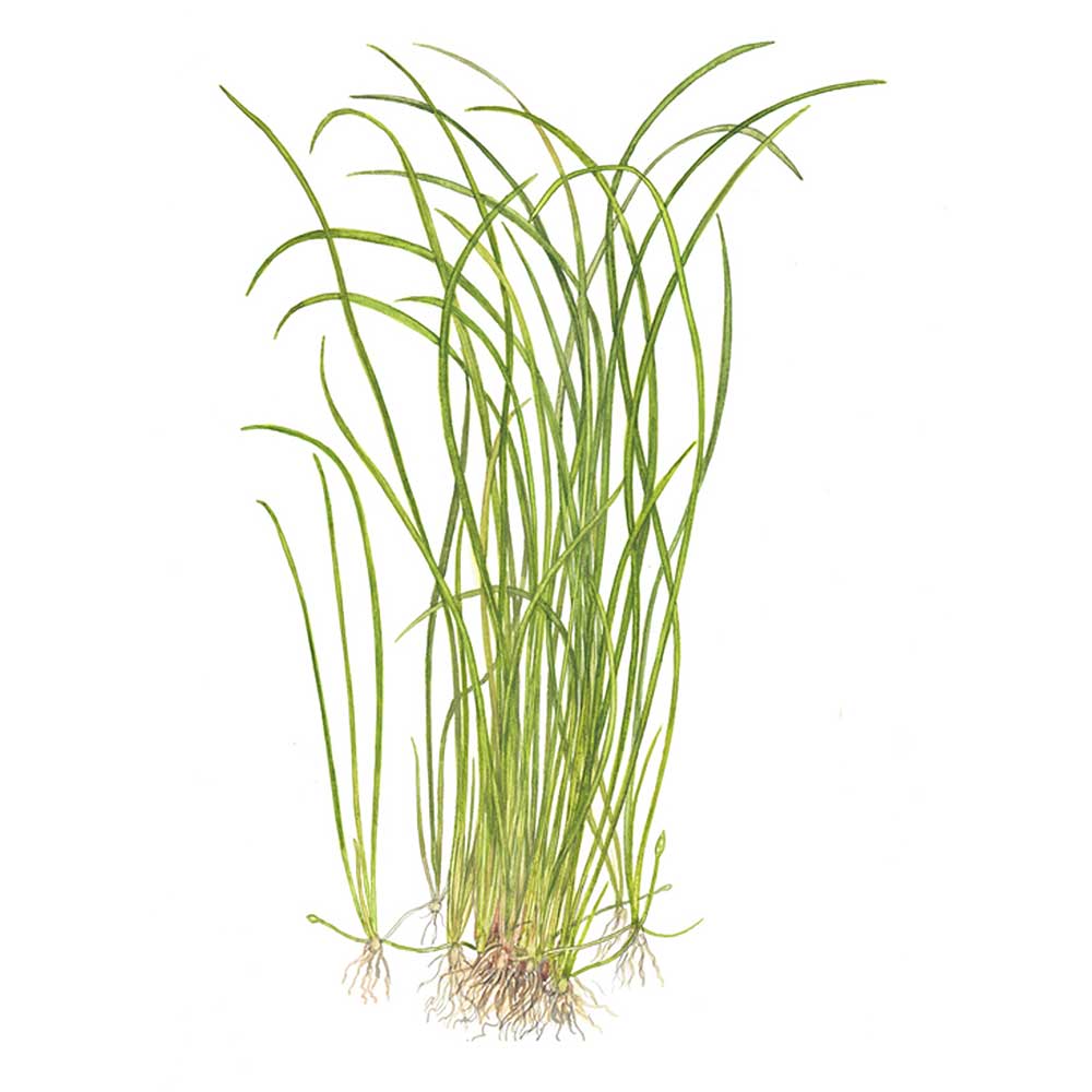 Tropica 1•2•Grow! Pianta Sagittaria Subulata "Needle Leaf" in Vitro Cup