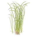 Tropica 1•2•Grow! Pianta Sagittaria Subulata "Needle Leaf" in Vitro Cup