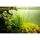 Tropica 1•2•Grow! Pianta Sagittaria Subulata "Needle Leaf" in Vitro Cup