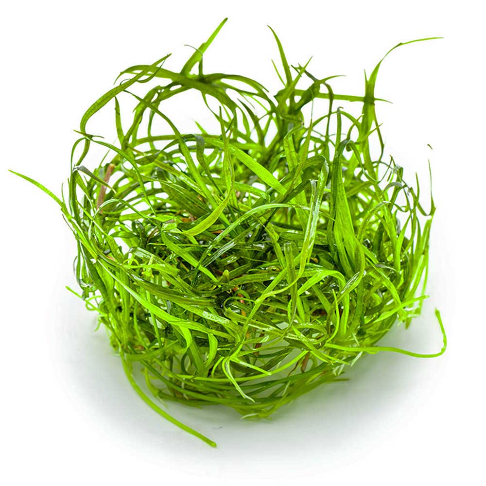 Tropica 1•2•Grow! Pianta Sagittaria Subulata "Needle Leaf" in Vitro Cup