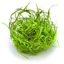 Tropica 1•2•Grow! Pianta Sagittaria Subulata "Needle Leaf" in Vitro Cup