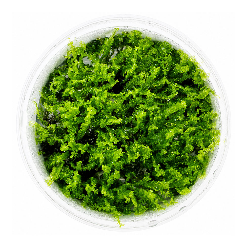 Tropica 1•2•Grow! Pianta Solenostoma tetragonum 'Pearl Moss' in Vitro Cup