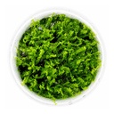 Tropica 1•2•Grow! Pianta Solenostoma tetragonum 'Pearl Moss' in Vitro Cup