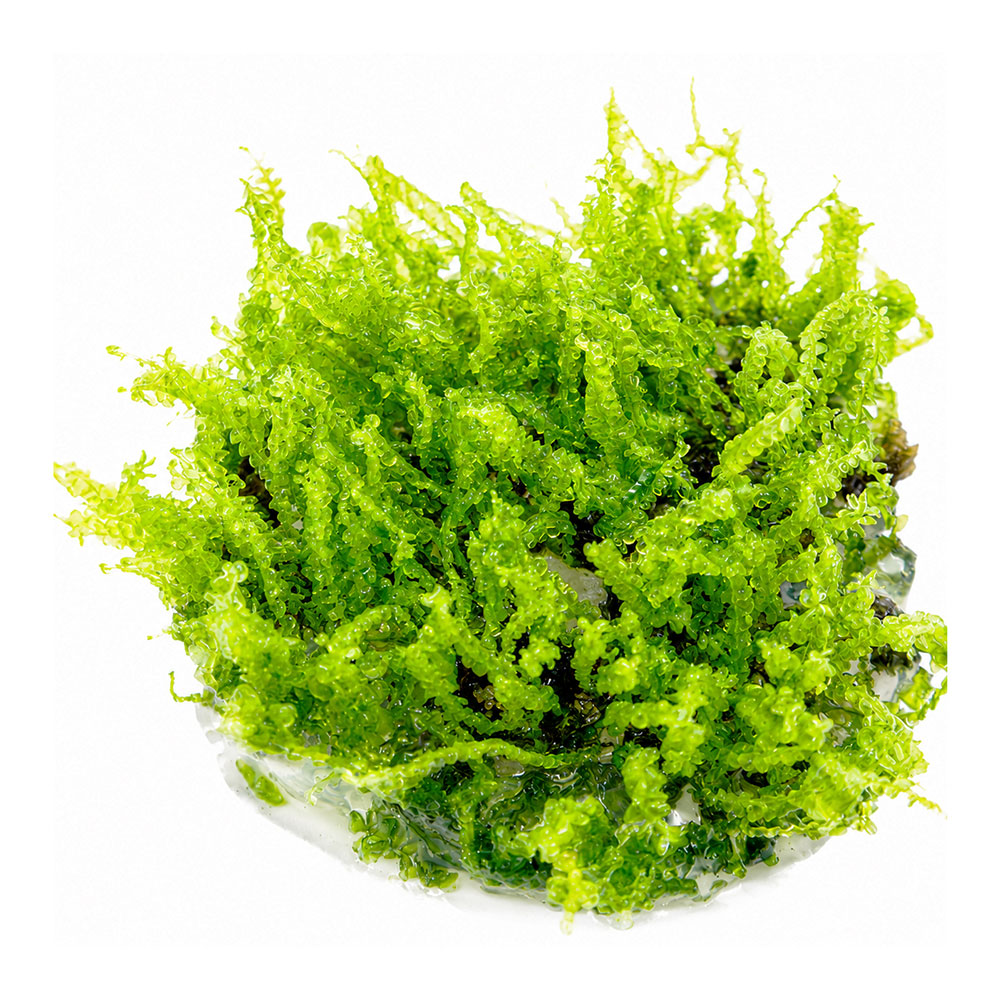 Tropica 1•2•Grow! Pianta Solenostoma tetragonum 'Pearl Moss' in Vitro Cup