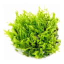 Tropica 1•2•Grow! Pianta Solenostoma tetragonum 'Pearl Moss' in Vitro Cup