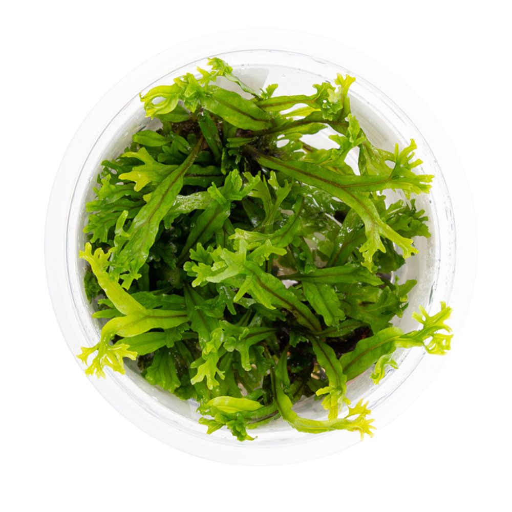 Tropica 1•2•Grow! Pianta Microsorum pteropus 'Windelov' in Vitro Cup