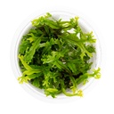 Tropica 1•2•Grow! Pianta Microsorum pteropus 'Windelov' in Vitro Cup
