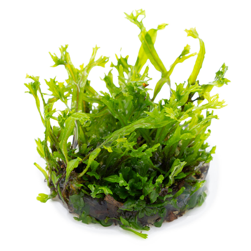 Tropica 1•2•Grow! Pianta Microsorum pteropus 'Windelov' in Vitro Cup