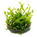 Tropica 1•2•Grow! Pianta Microsorum pteropus 'Windelov' in Vitro Cup