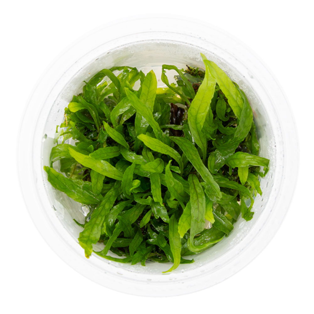 Tropica 1•2•Grow! Pianta Microsorum pteropus 'Narrow' in Vitro Cup