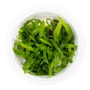 Tropica 1•2•Grow! Pianta Microsorum pteropus 'Narrow' in Vitro Cup