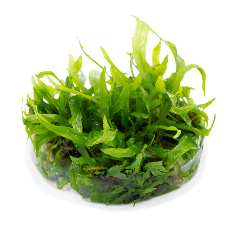 Tropica 1•2•Grow! Pianta Microsorum pteropus 'Narrow' in Vitro Cup