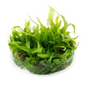 Tropica 1•2•Grow! Pianta Microsorum pteropus 'Narrow' in Vitro Cup