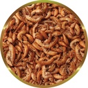 Shg Gammarus Mangime completo per Tartarughe d'acqua 250g