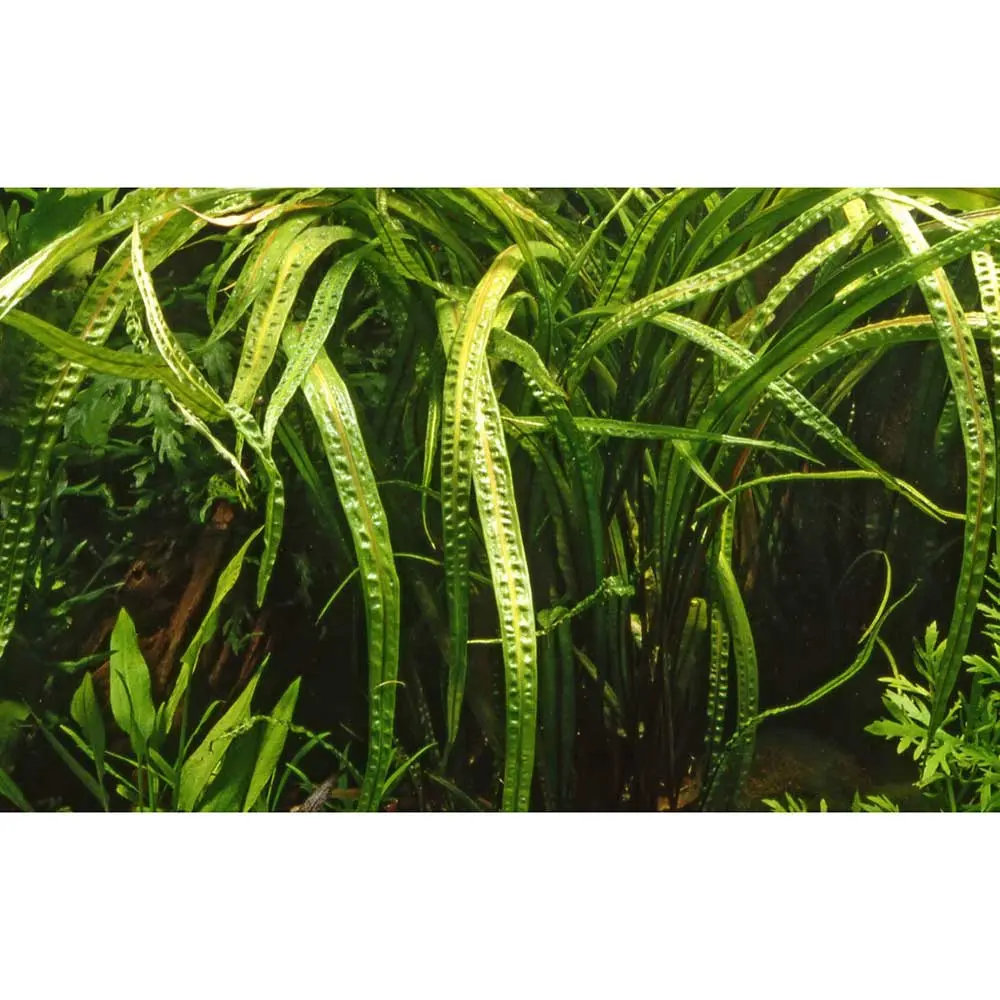 tropica-cryptocoryne-crispatula-vasetto-dettaglio-2.webp