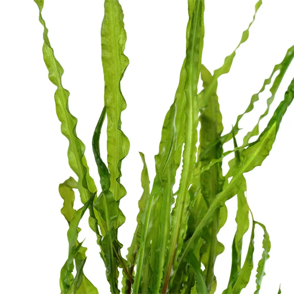 tropica-cryptocoryne-crispatula-vasetto-dettaglio.webp