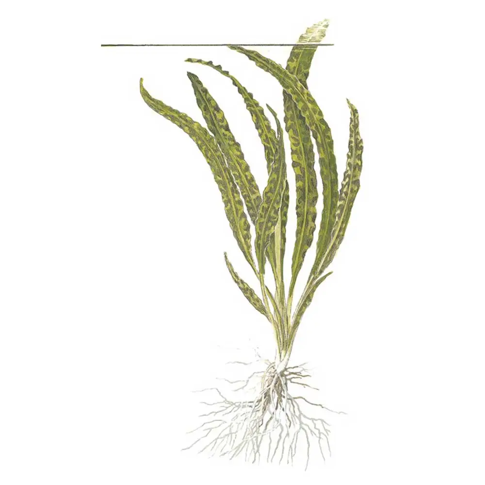 tropica-cryptocoryne-crispatula-vasetto-disegno.webp