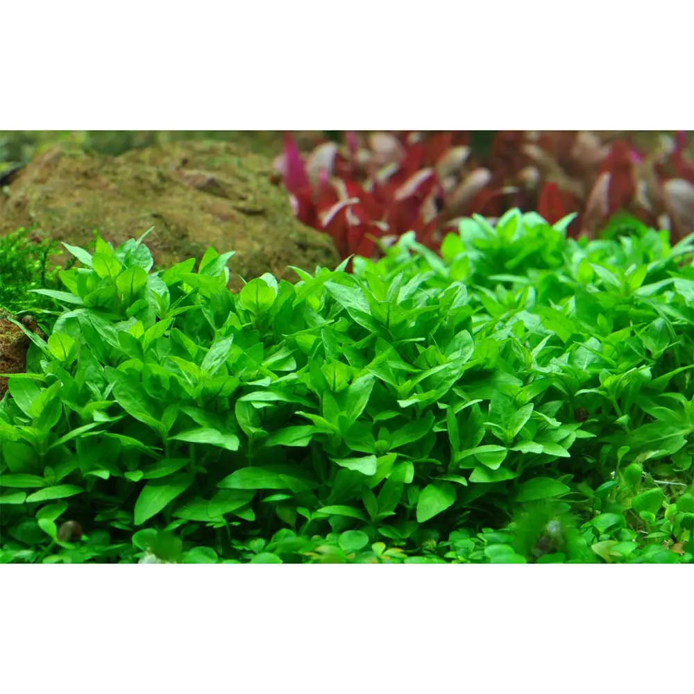 tropica-staurogyne-repens-vasetto-dettaglio.webp