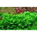 tropica-staurogyne-repens-vasetto-dettaglio.webp