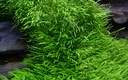 Tropica 1•2•Grow! Utricularia Graminifolia