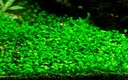 Tropica 1•2•Grow! Marsilea Crenata