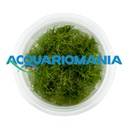 Aqua Fleur Easy Grow Eleocharis Acicularis