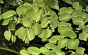 Tropica 1•2•Grow! Salvinia Natans galleggiante