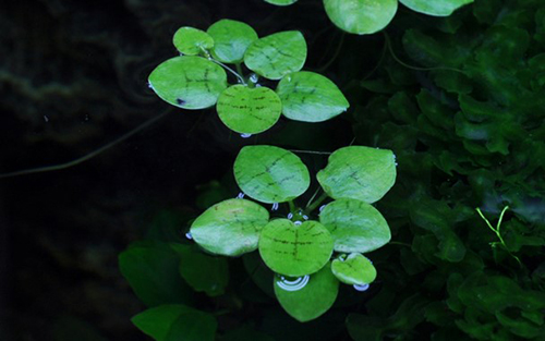 Tropica 1•2•Grow! Limnobium Leavigatum galleggiante