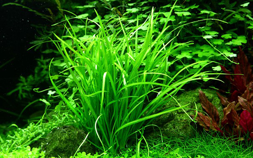 Tropica 1•2•Grow! Echinodorus tenellum 'Green'