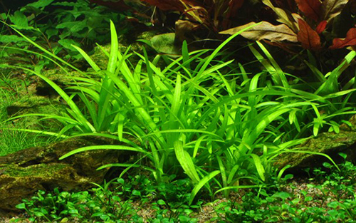 Tropica 1•2•Grow! Sagittaria Subulata