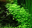 Tropica 1•2•Grow! Hydrocotyle Tripartita