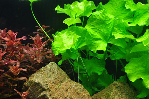 Tropica 1•2•Grow! Nymphoides Hydrophylla "Taiwan"