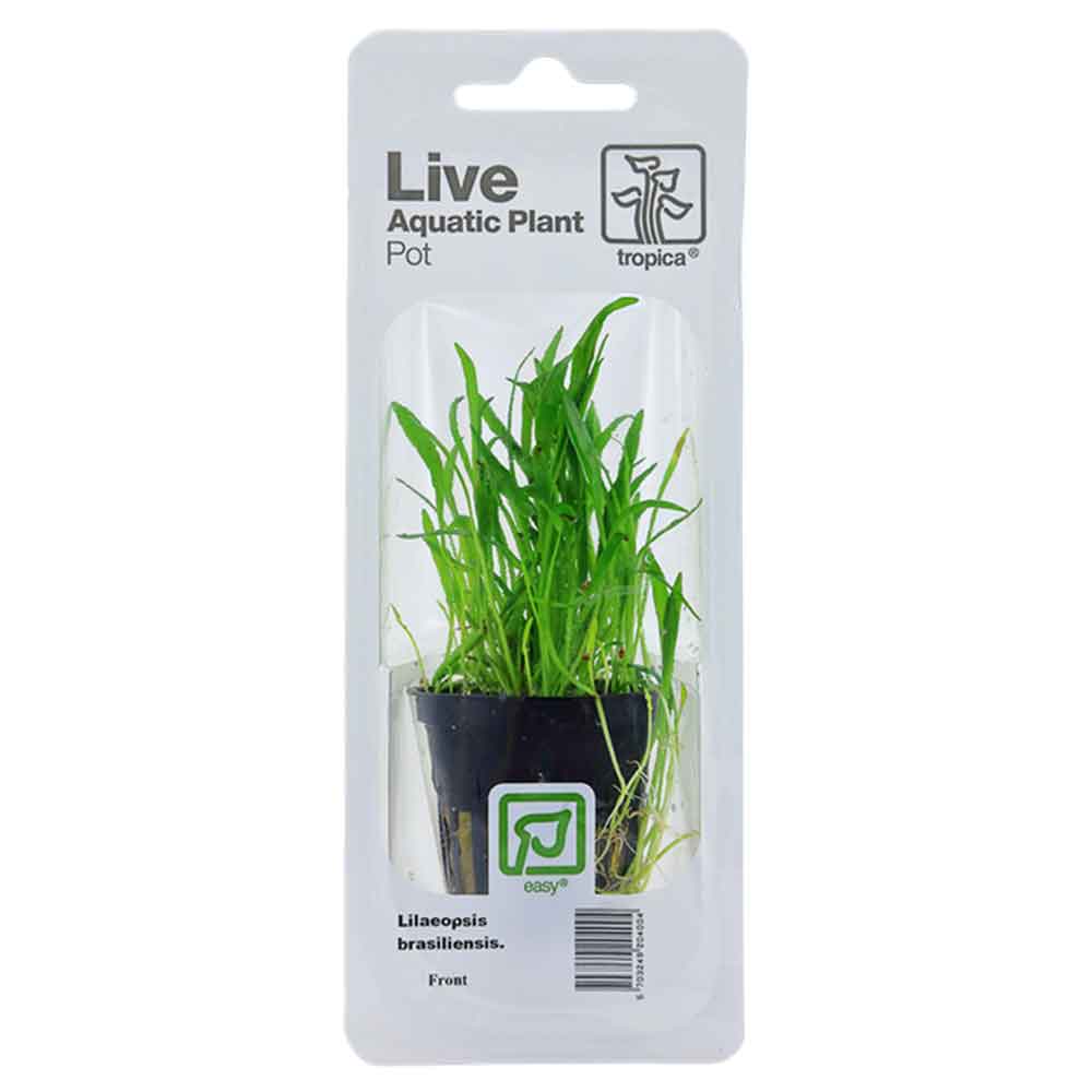 Tropica Single Package Pianta Lilaeopsis Brasiliensis vasetto