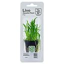 Tropica Single Package Pianta Lilaeopsis Brasiliensis vasetto