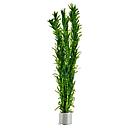 Tropica Pianta Egeria Densa in mazzetto