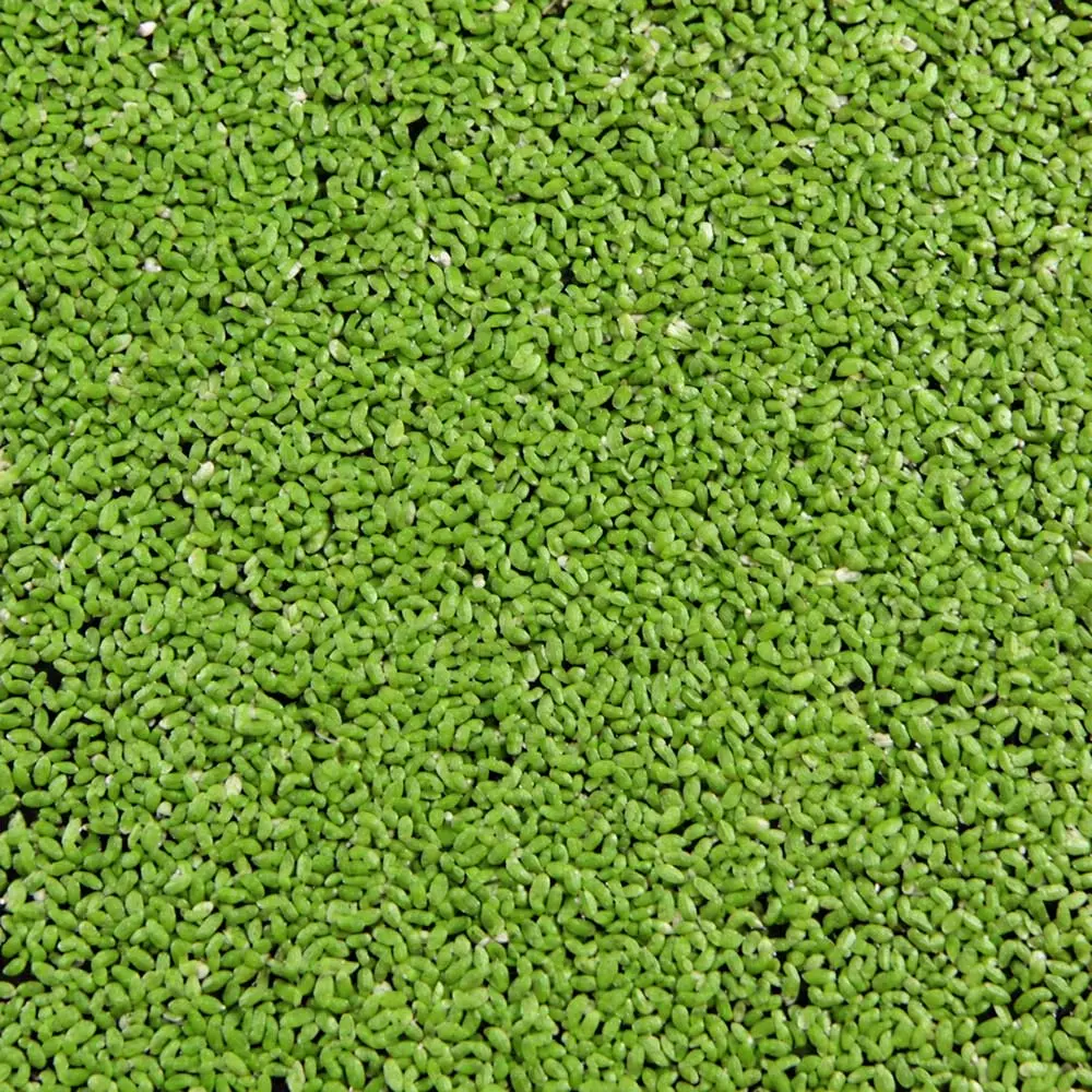 Pianta Lemna Minor (Lenticchia d'acqua) porzione di circa 5 x 5cm