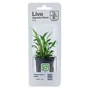 Tropica Single Package Pianta Cryptocoryne Willisii vasetto