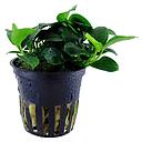 Tropica Pianta Anubias Barteri "Petite"in vasetto