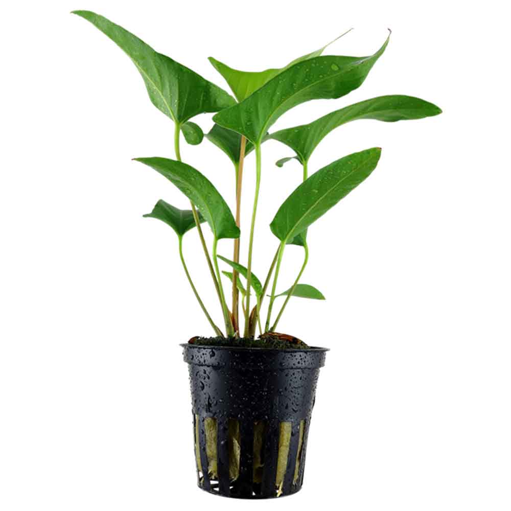 Tropica Pianta Anubias Gracilis in vasetto