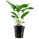 Tropica Pianta Anubias Gracilis in vasetto