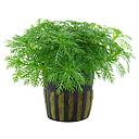 Tropica Pianta Hottonia Palustris in vasetto
