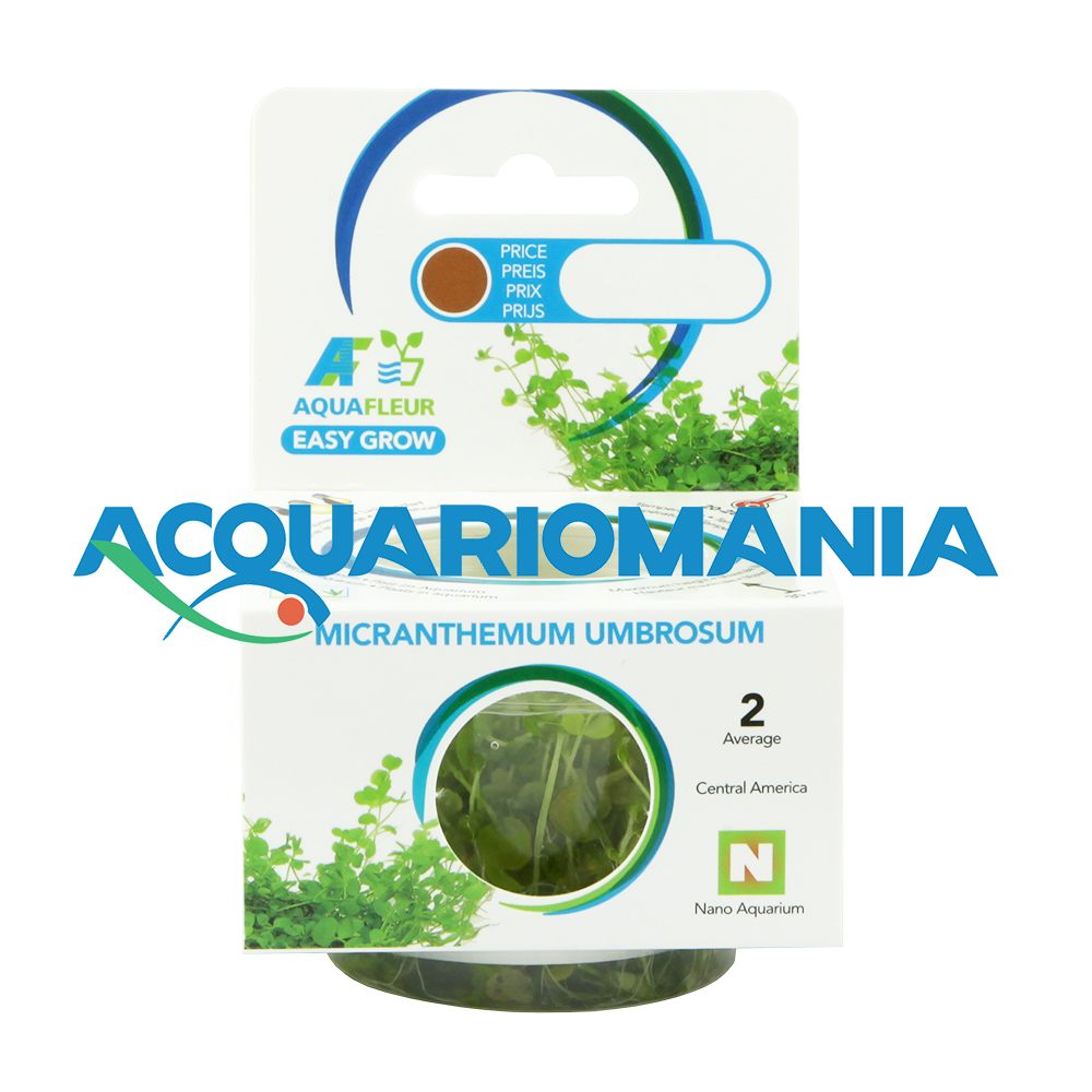 Aquafleur Easy Grow Pianta Micranhemum Umbrosum in Vitro Cup