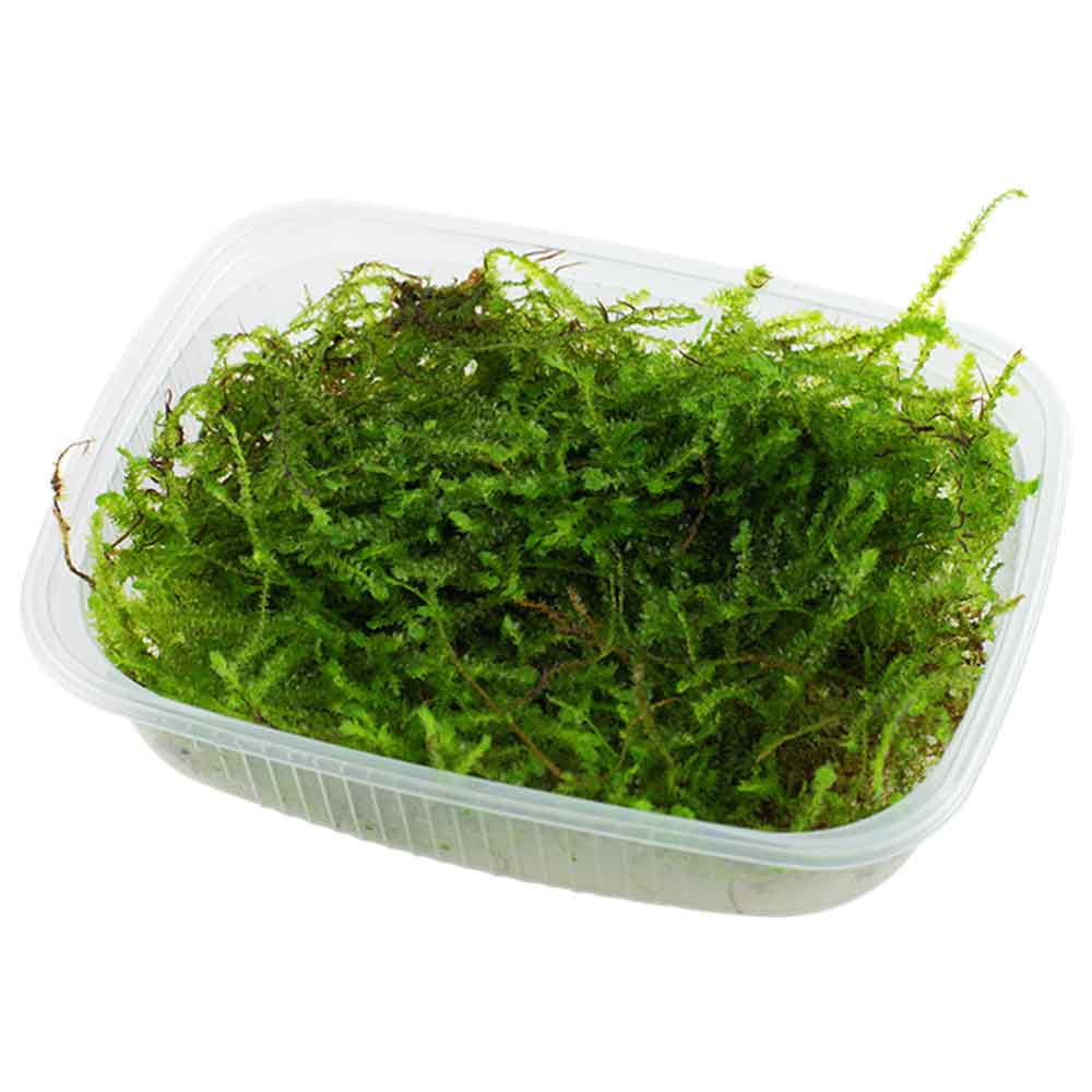 Tropica Pianta Taxiphyllum Barbieri " Bogor Moss" in porzione