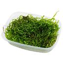 Tropica Pianta Taxiphyllum Barbieri " Bogor Moss" in porzione