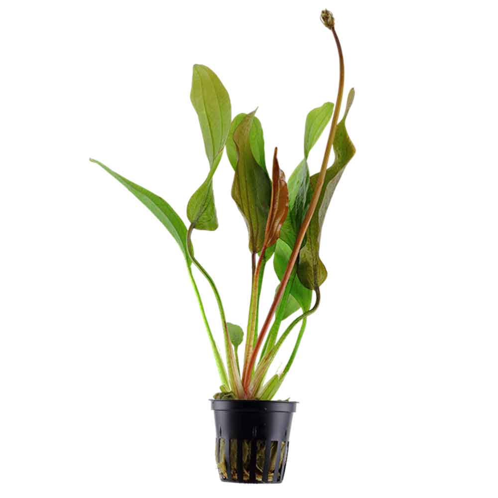 Tropica Pianta Echinodorus Red Diamond in vasetto