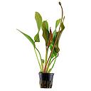 Tropica Pianta Echinodorus Red Diamond in vasetto