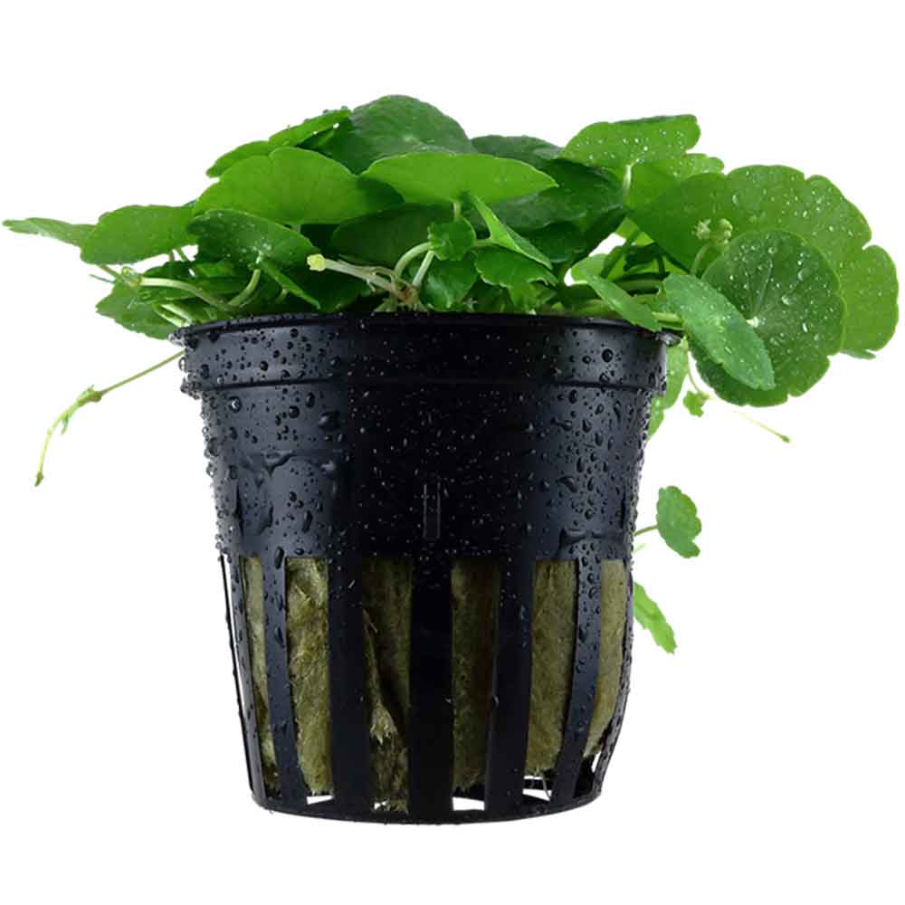 Tropica Pianta Hydrocotyle Verticillata in vasetto
