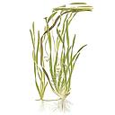 Tropica Vallisneria americana "Natans" in mazzetto