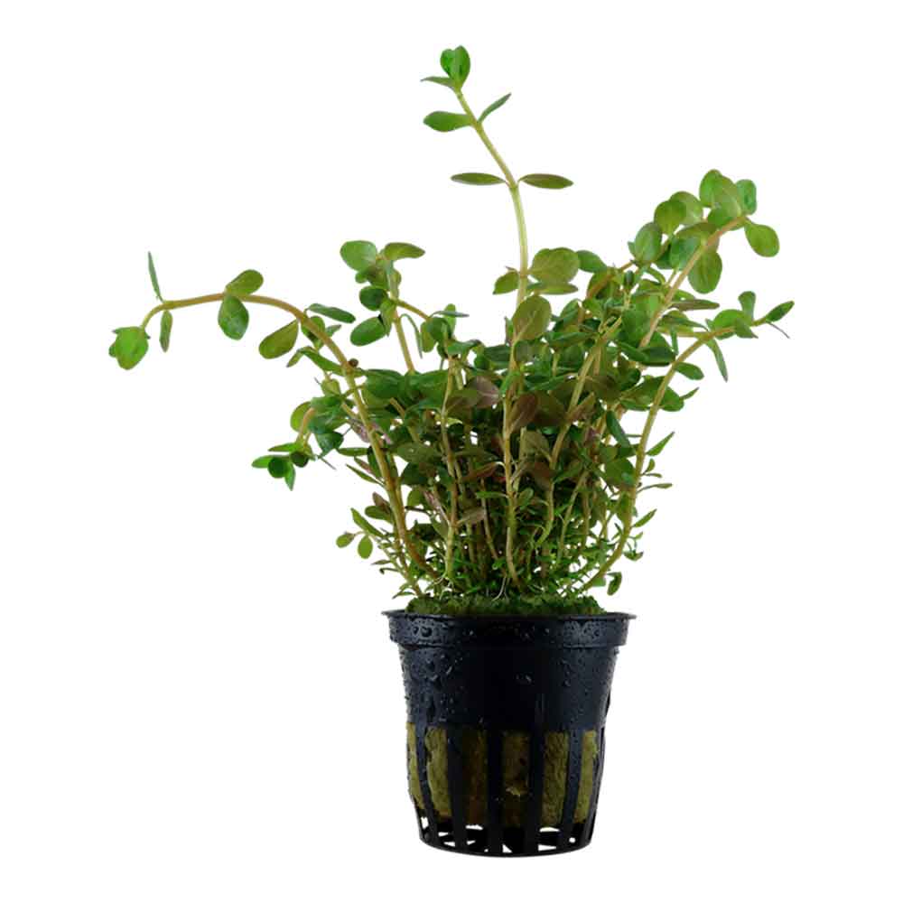 Tropica Pianta Rotala Rotundifolia in vasetto