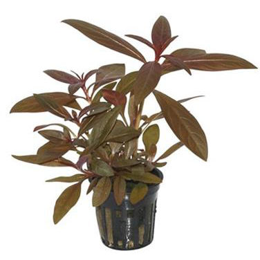 Tropica Pianta Ludwigia Glandulosa in vasetto